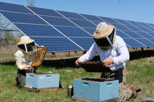 美国明尼苏达州新法案：太阳能电站应同时架设蜜蜂栖息地