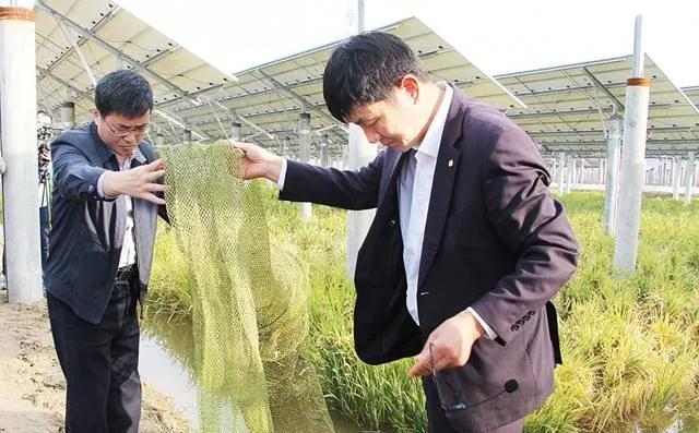 光伏板下养鱼不新奇盐城这家首创的一水两用一光三照才高级!